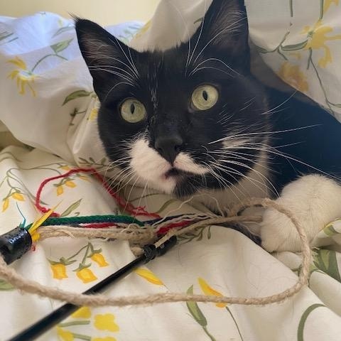 Aiden and Seamus, a ADOPTABLE American Shorthair in brooklyn, NY image 2/6