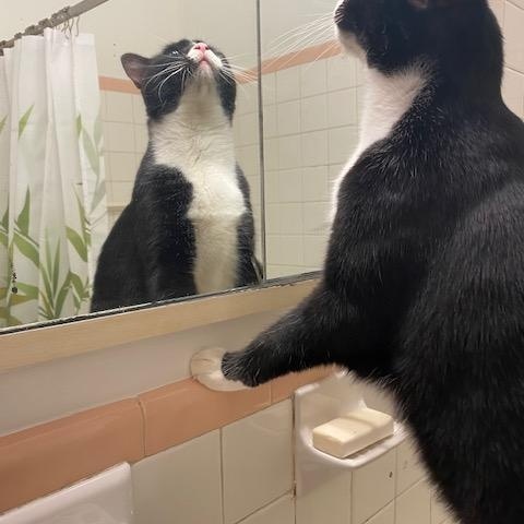 Aiden and Seamus, a ADOPTABLE American Shorthair in brooklyn, NY image 3/6
