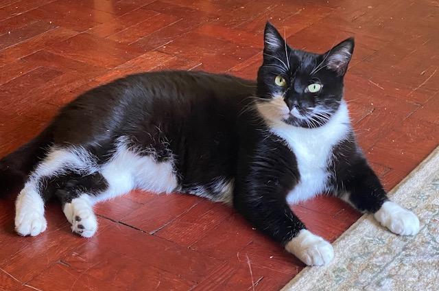 Aiden and Seamus, a ADOPTABLE American Shorthair in brooklyn, NY image 4/6