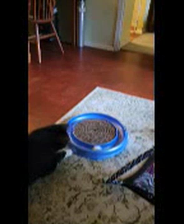 Enlarge Aiden and Seamus, a ADOPTABLE American Shorthair in brooklyn, NY video 6/6