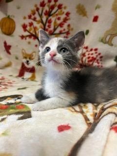 Ravioli, Adopted, Kitten Female Domestic Short Hair.