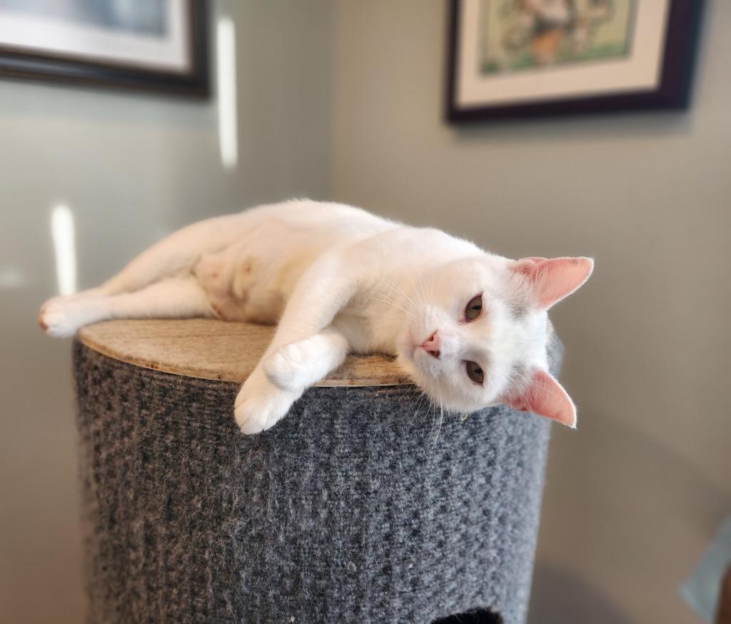 Biancha - now Yue, Adoptable, Adult Female Domestic Short Hair.