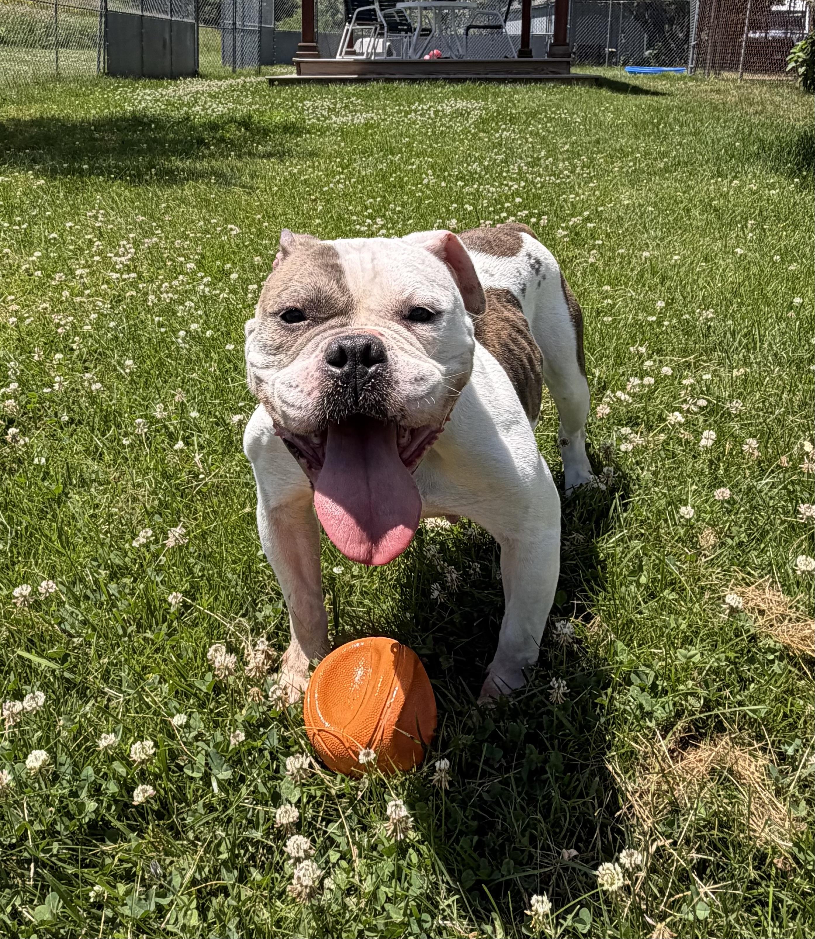 Enlarge Brooklyn, a ADOPTABLE mixed breed in Charlestown, RI image 2/2