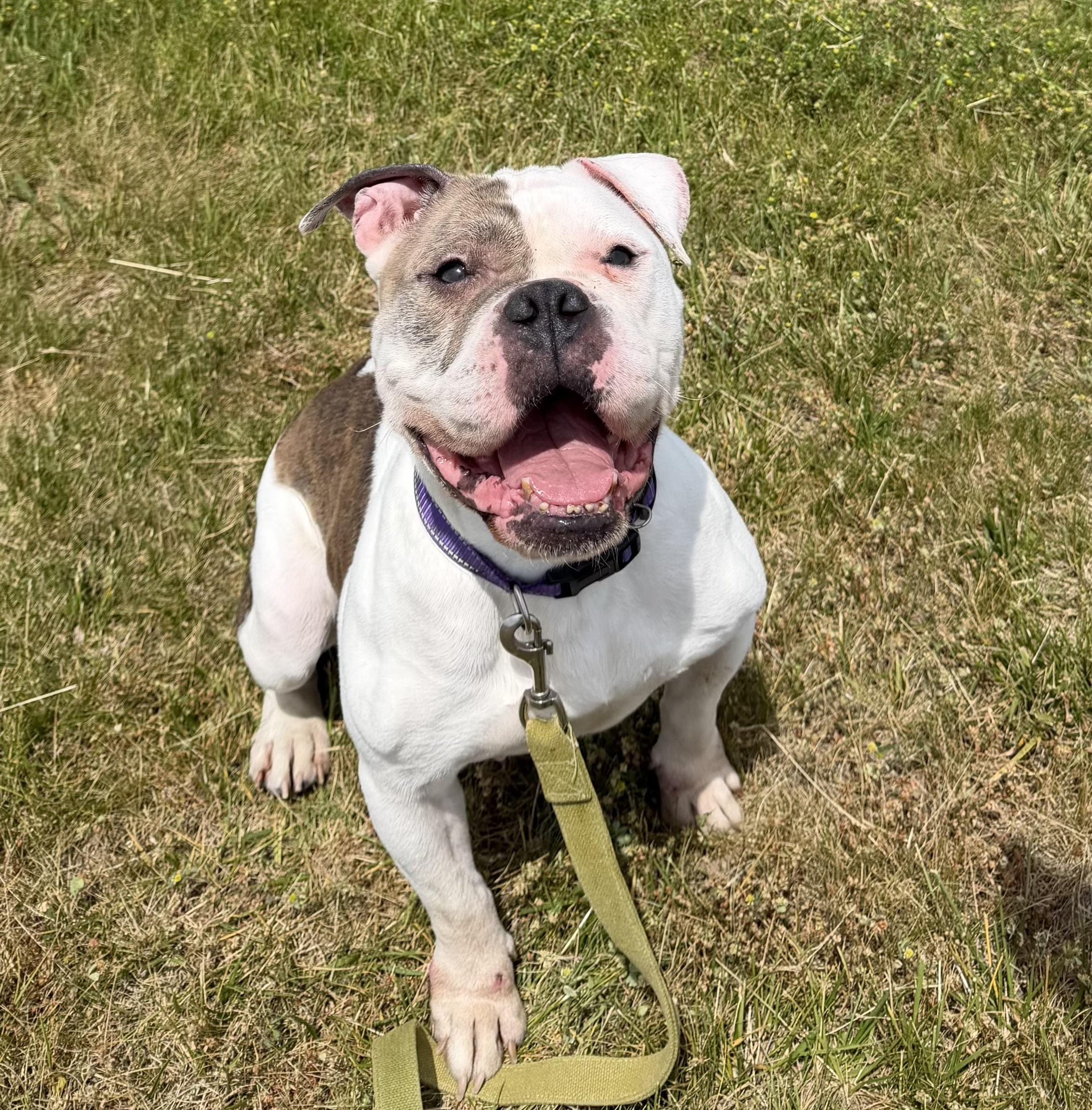 Brooklyn, ADOPTABLE, Adult Female Bulldog.