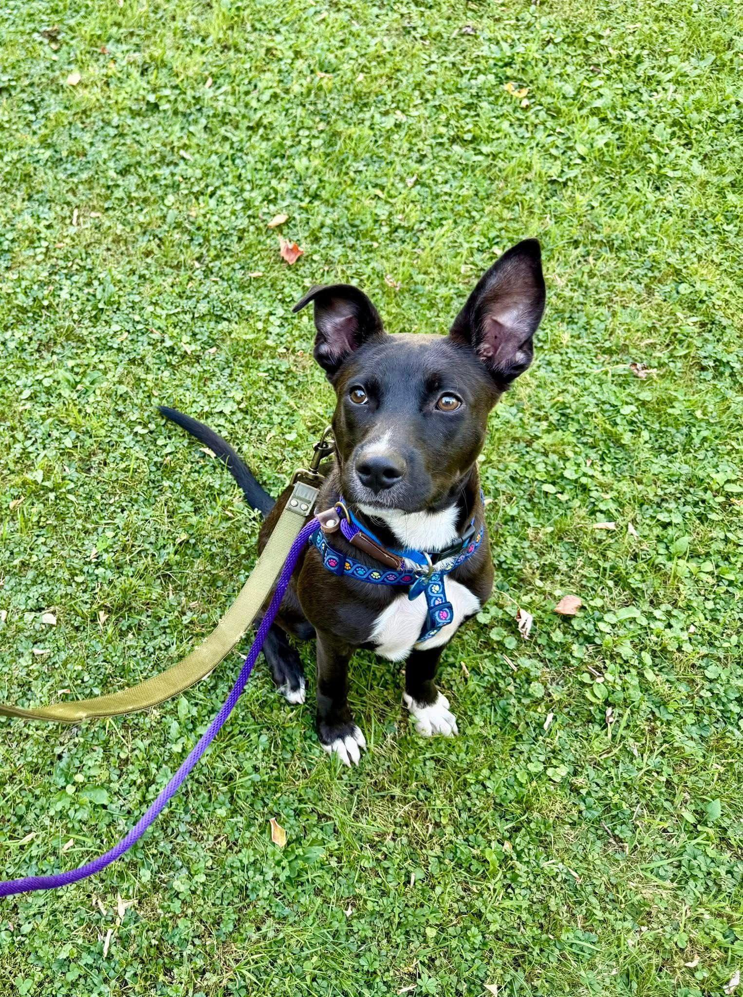 Enlarge Ozzy, a Adoptable mixed breed in Springville, NY image 1/3