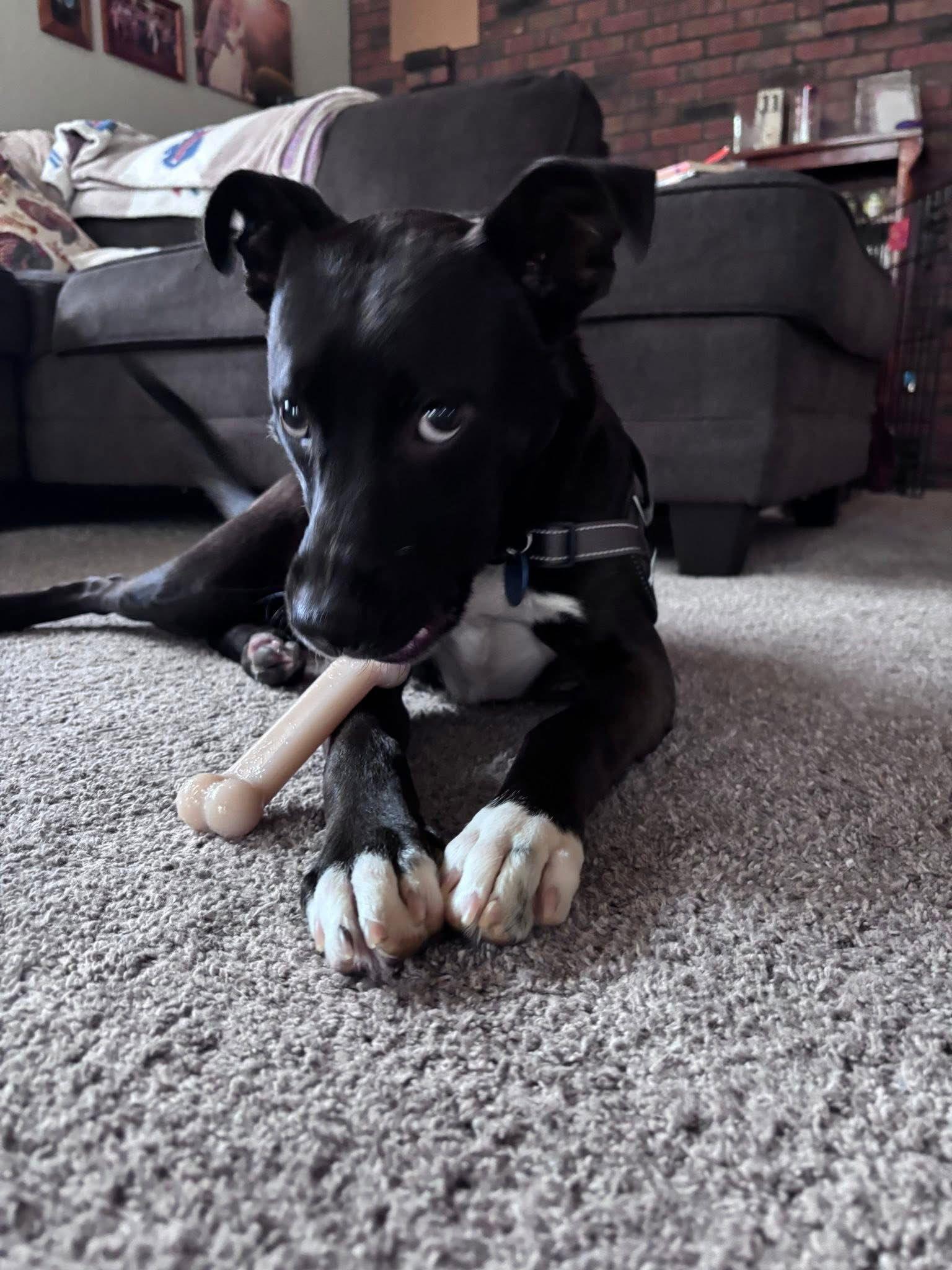 Enlarge Ozzy, a Adoptable mixed breed in Springville, NY image 2/3
