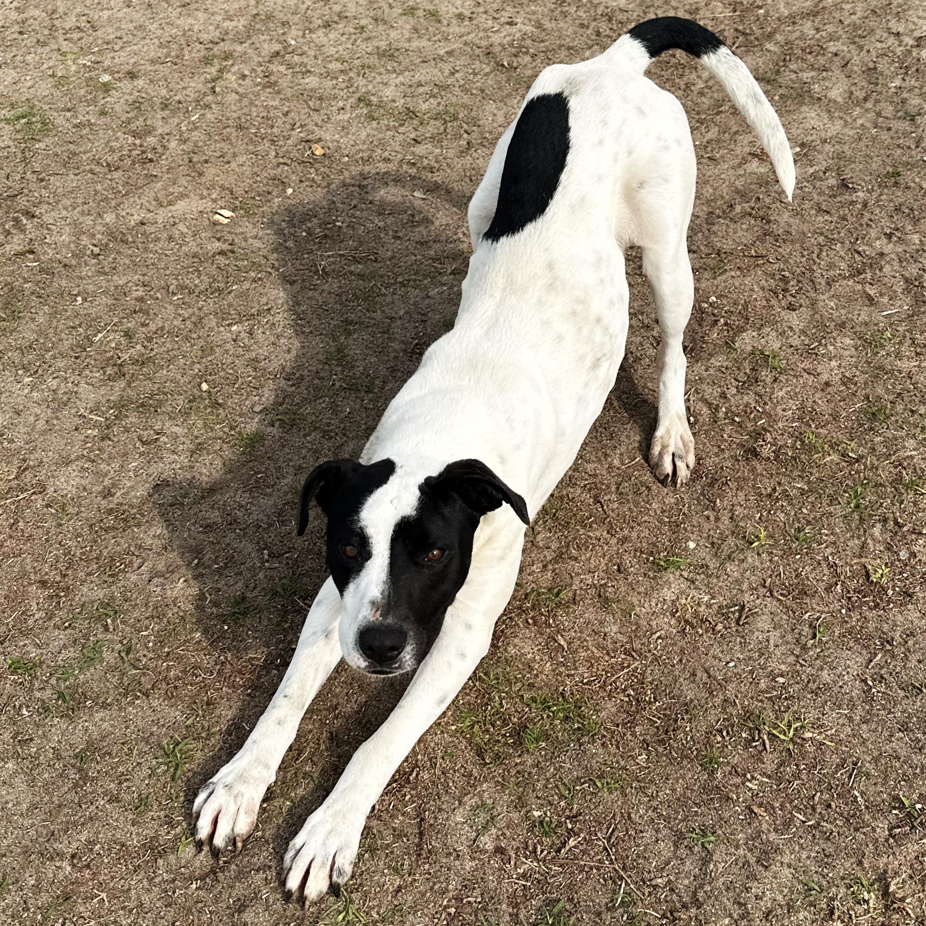 Enlarge Dakota, a ADOPTABLE mixed breed in Valdosta, GA image 1/6