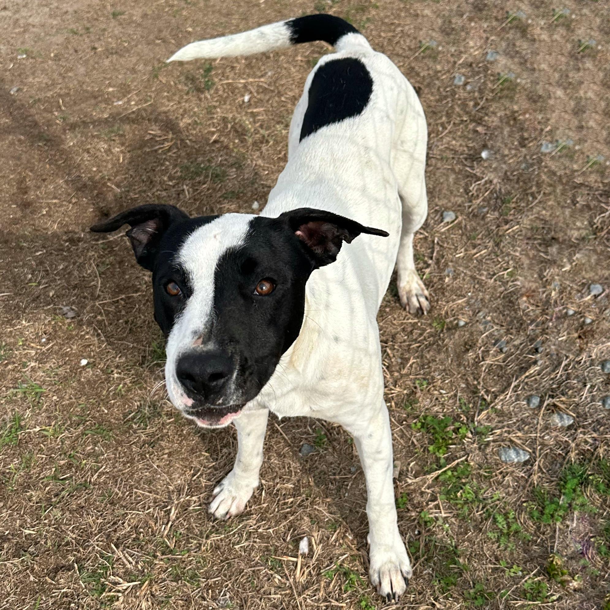Enlarge Dakota, a ADOPTABLE mixed breed in Valdosta, GA image 6/6