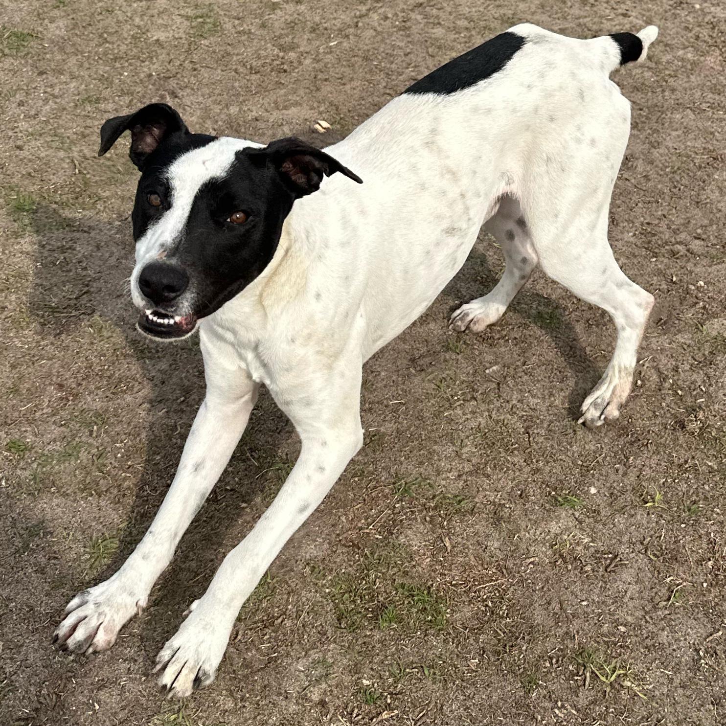 Enlarge Dakota, a ADOPTABLE mixed breed in Valdosta, GA image 4/6