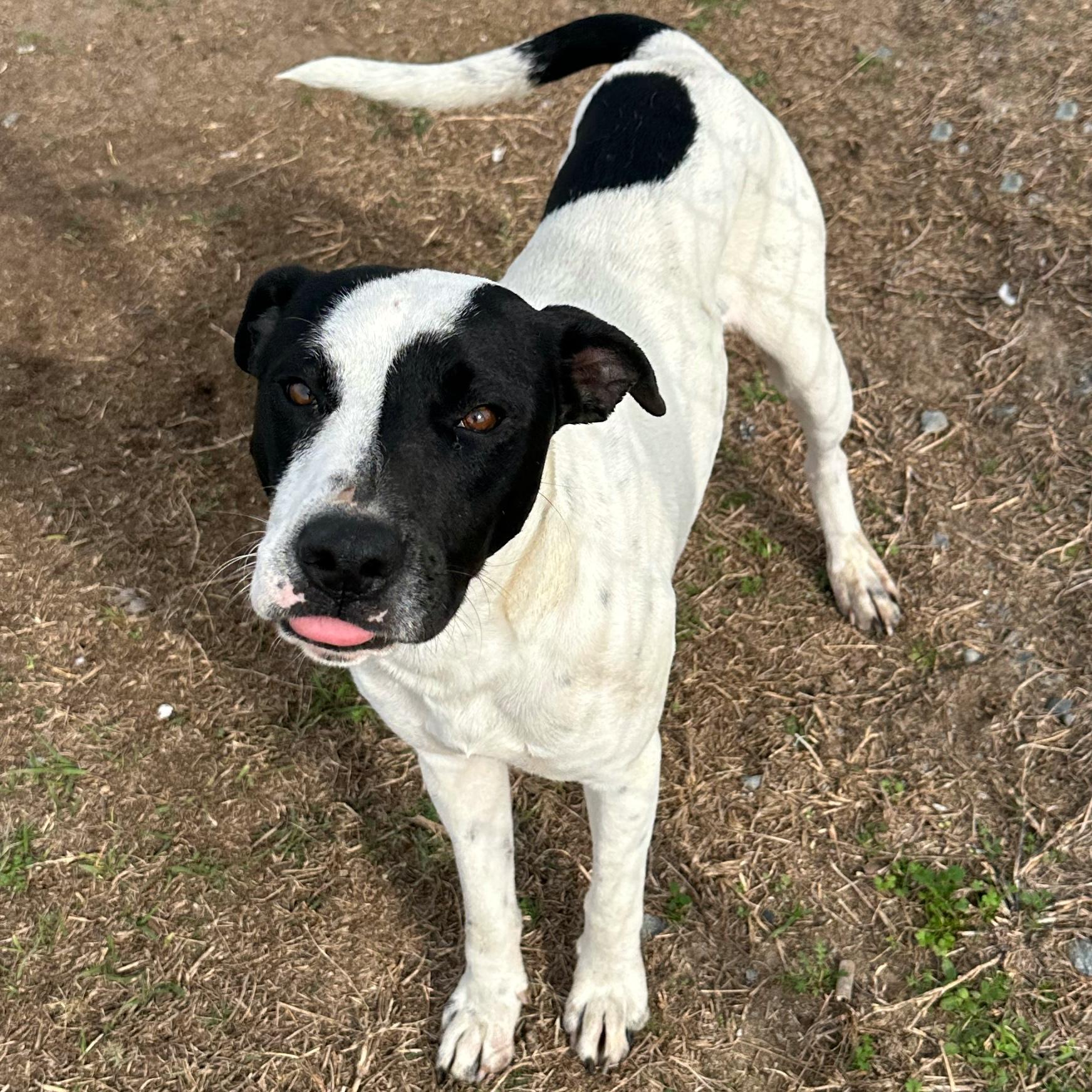 Enlarge Dakota, a ADOPTABLE mixed breed in Valdosta, GA image 3/6