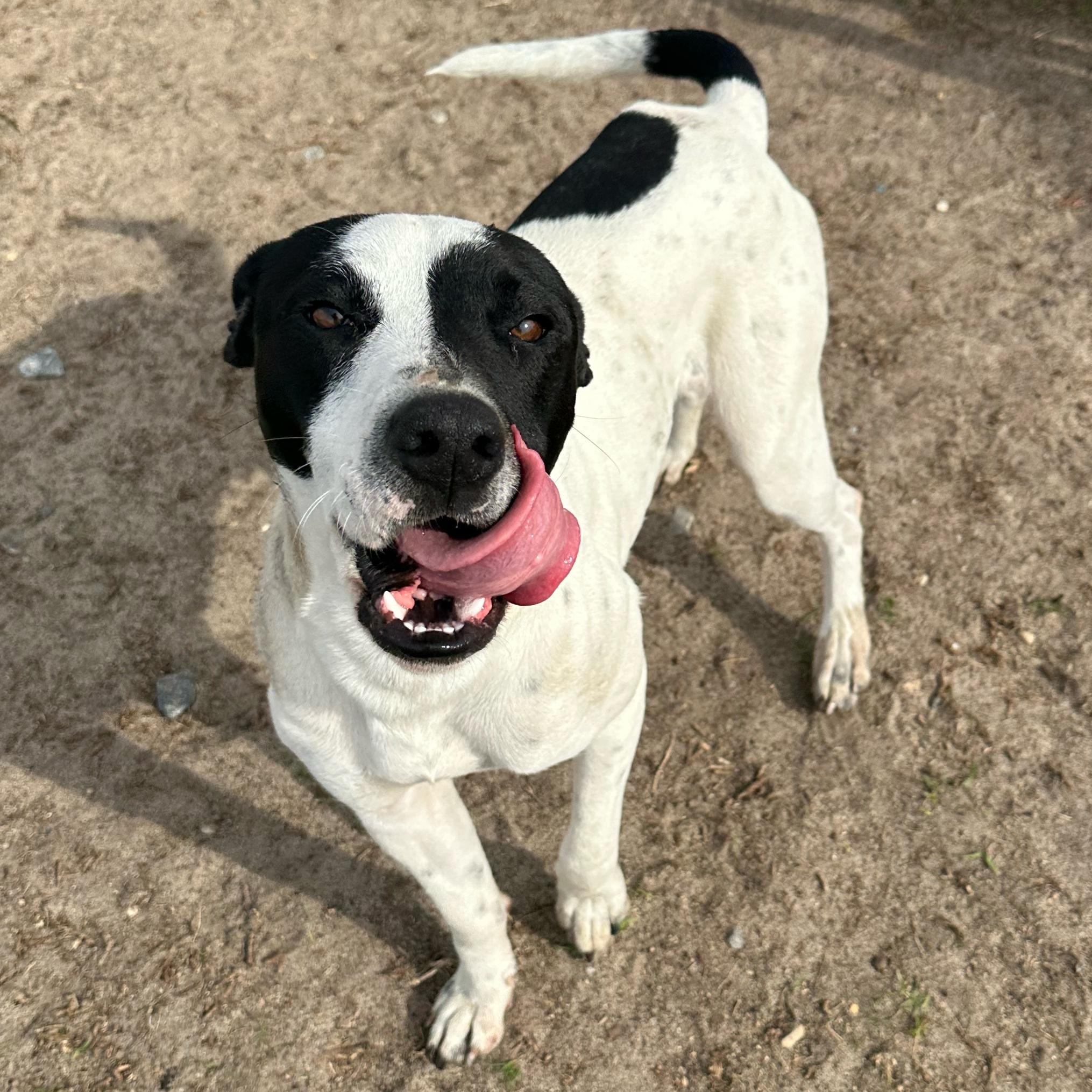 Enlarge Dakota, a ADOPTABLE mixed breed in Valdosta, GA image 2/6