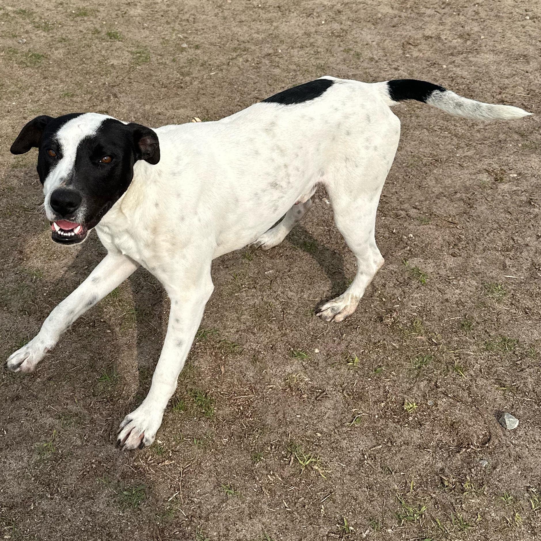 Enlarge Dakota, a ADOPTABLE mixed breed in Valdosta, GA image 5/6