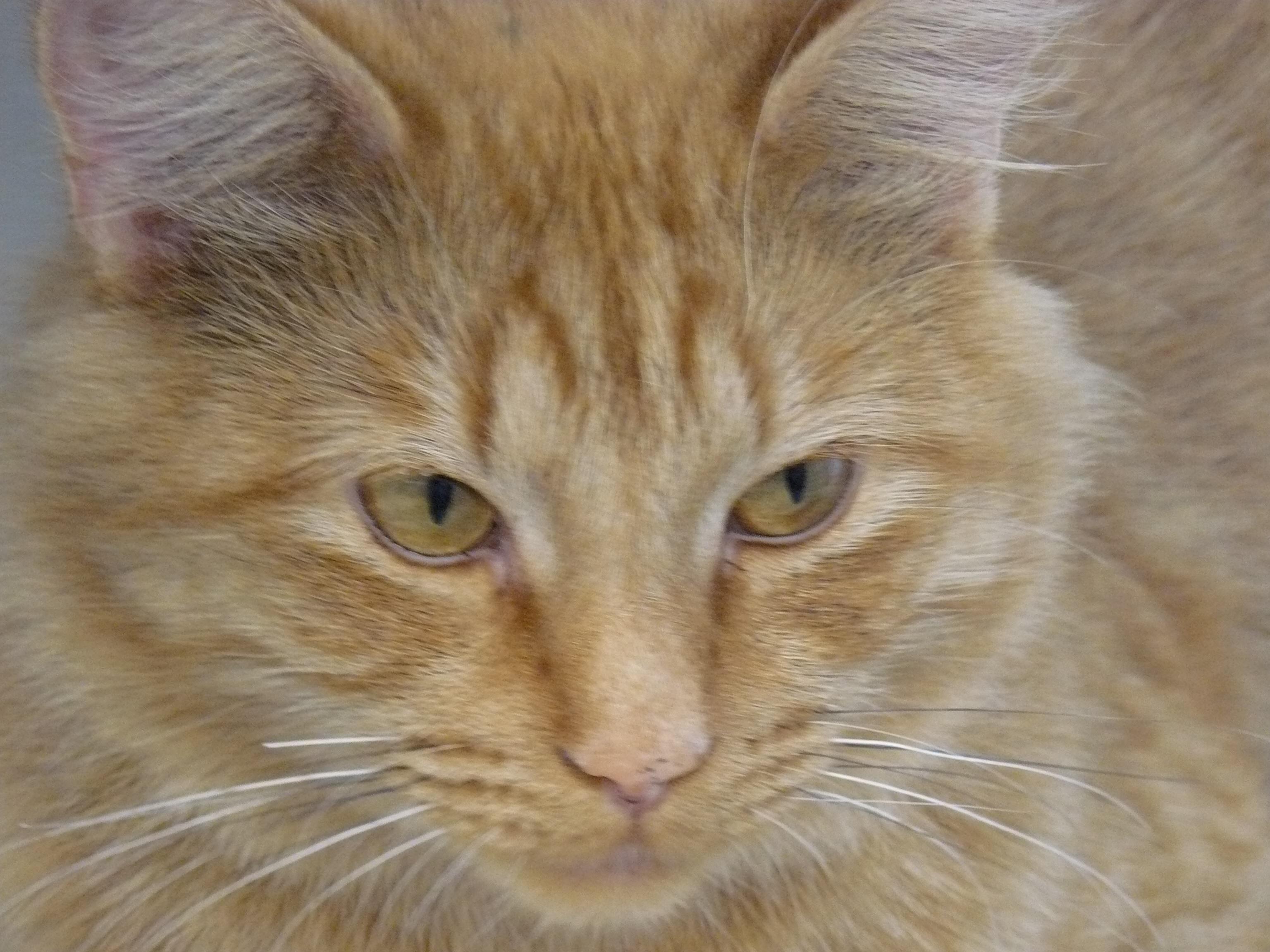 Enlarge Holland, a Adopted Domestic Medium Hair in Jefferson, IA image 3/3