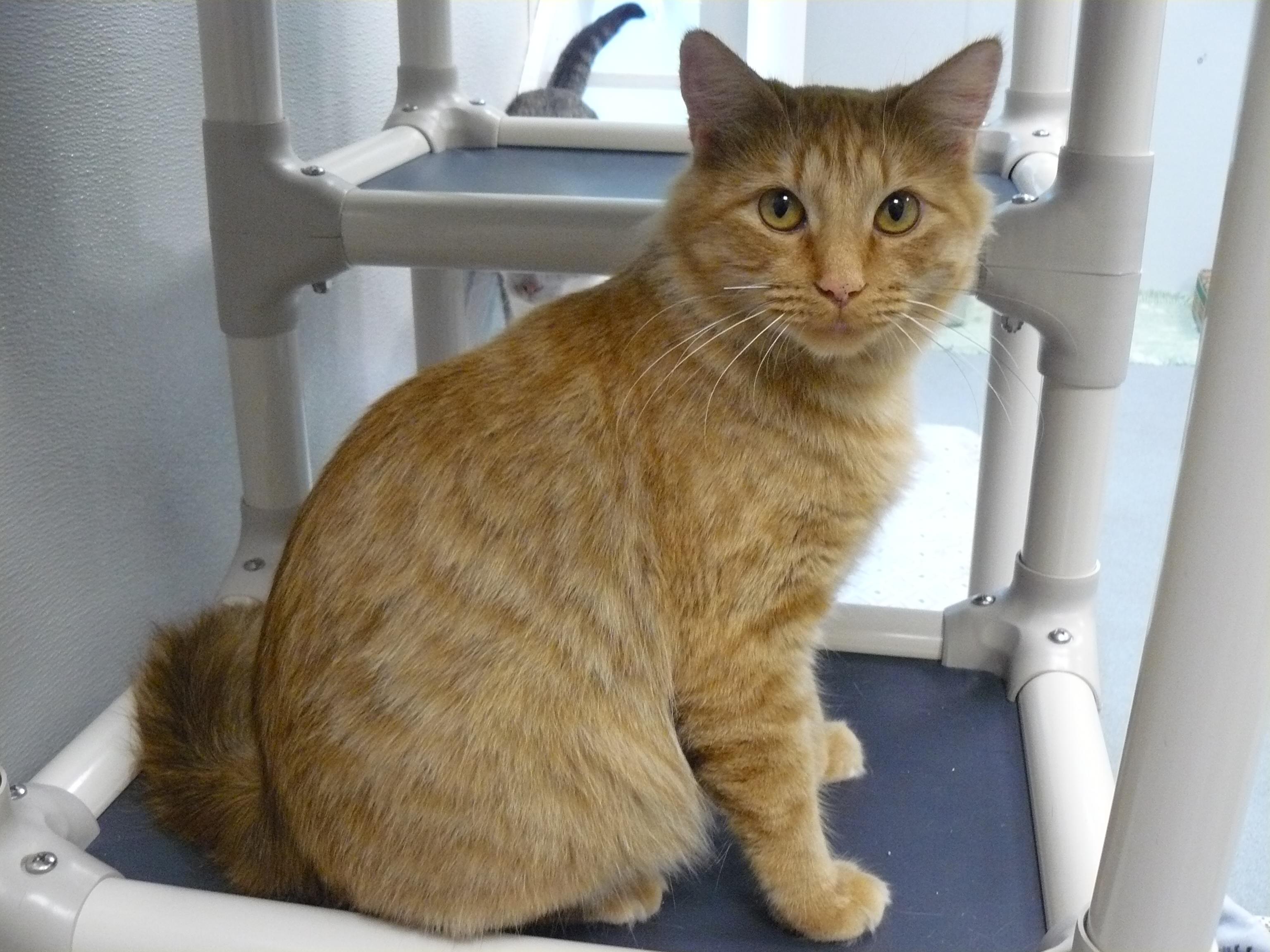 Enlarge Holland, a Adopted Domestic Medium Hair in Jefferson, IA image 1/3