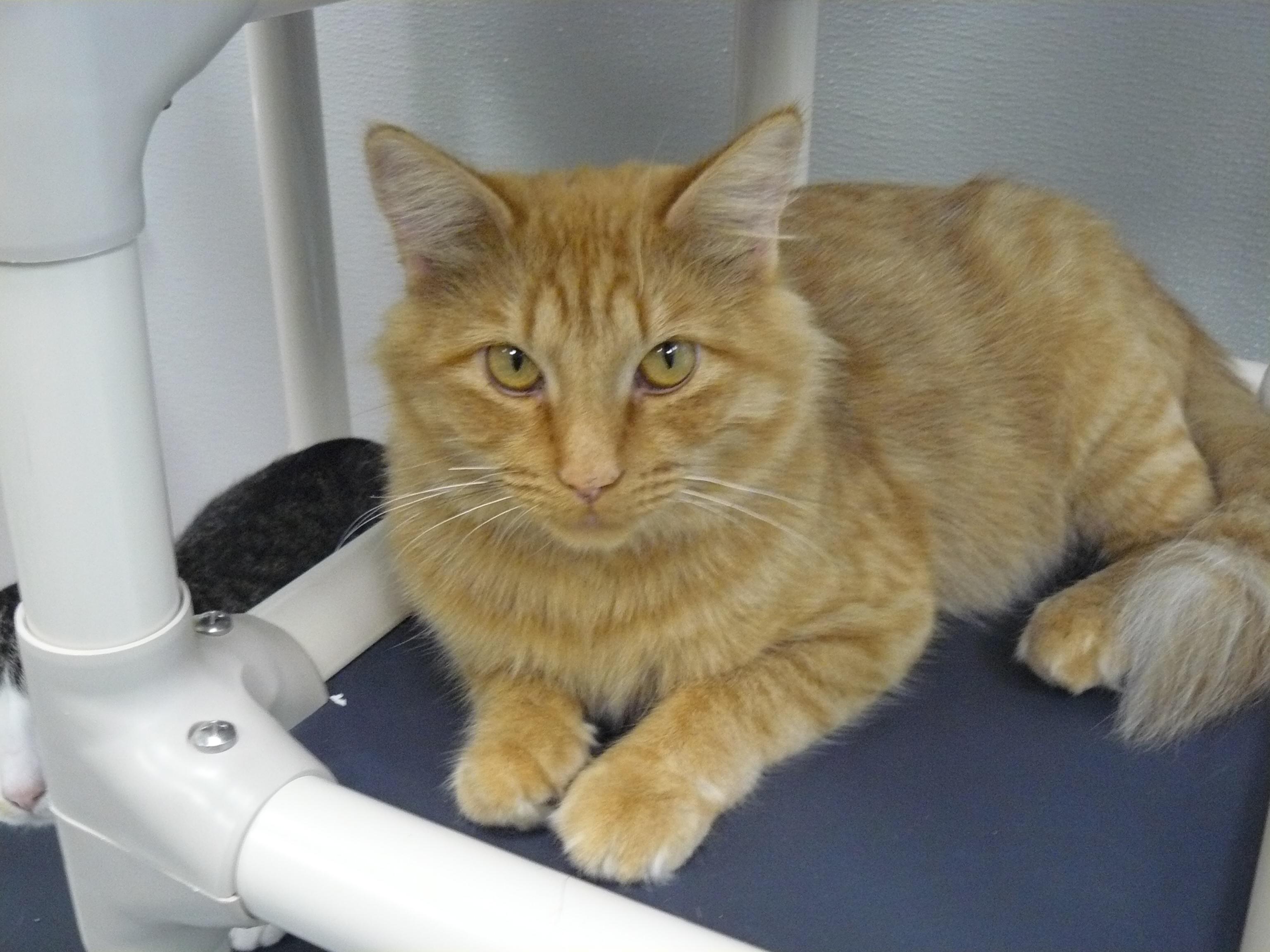 Enlarge Holland, a Adopted Domestic Medium Hair in Jefferson, IA image 2/3