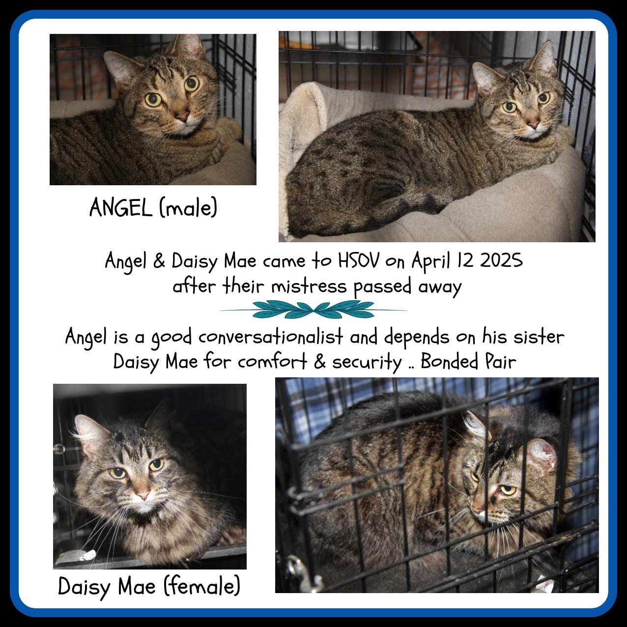 Angel & Daisy Mae (Neutered/Spayed) (Bonded Pair)