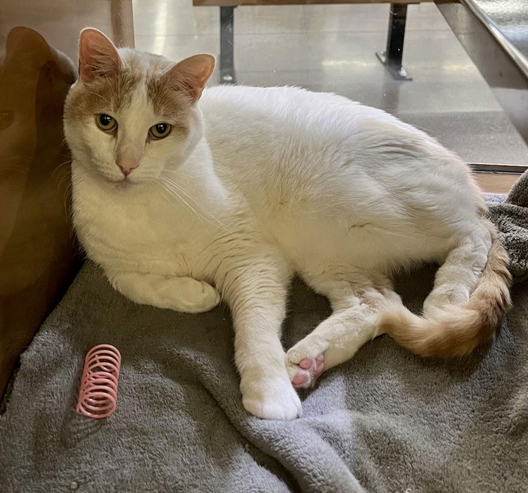 Enlarge Henry, a Adoptable Domestic Short Hair in San Jose, CA image 1/2