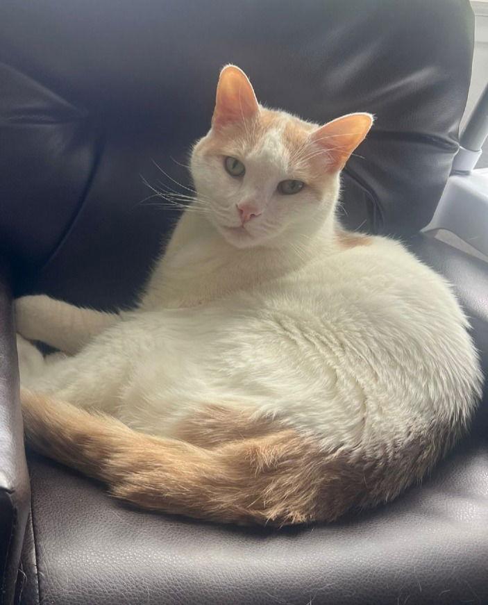 Enlarge Henry, a Adoptable Domestic Short Hair in San Jose, CA image 2/2