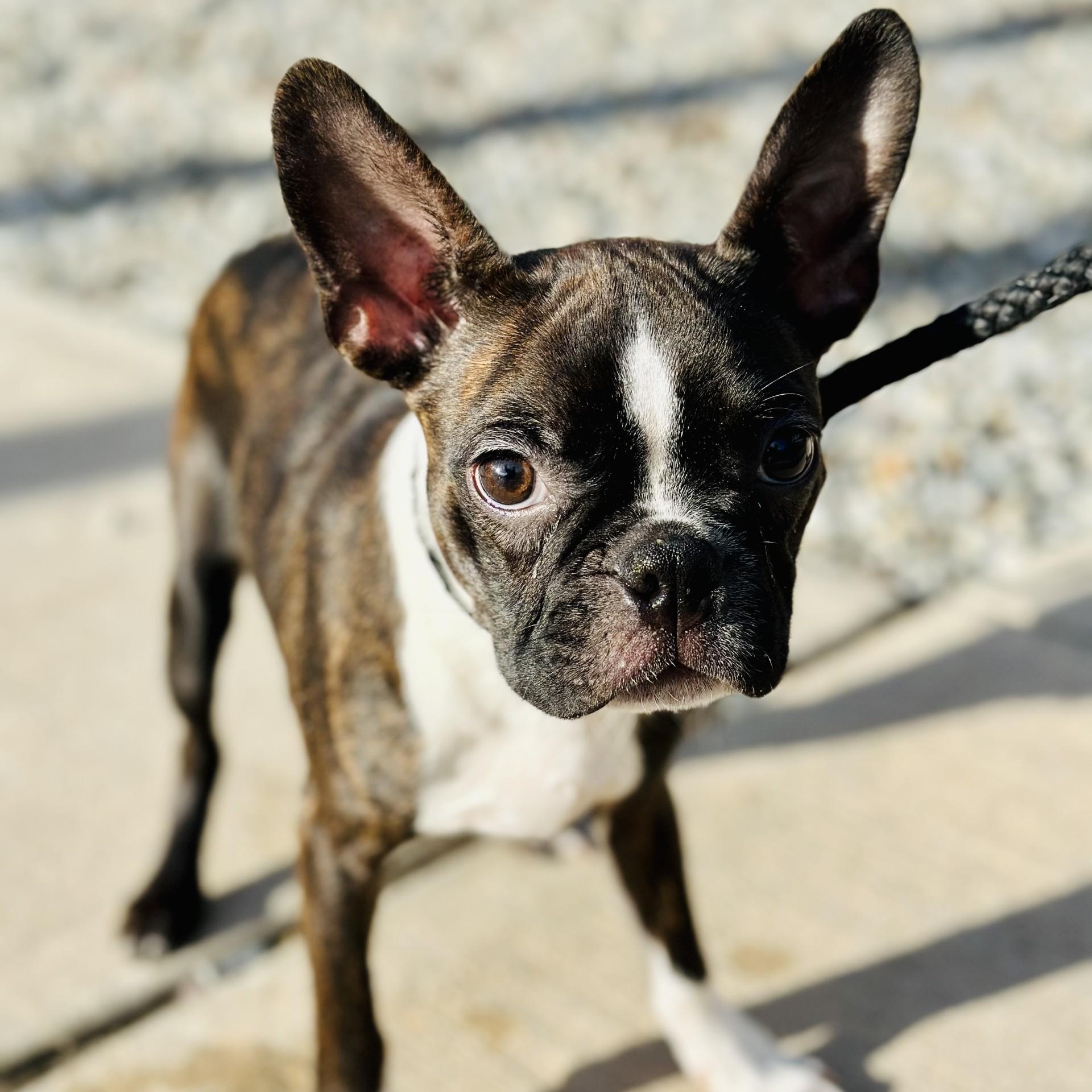 Jerry , adopted, Puppy Male Boston Terrier.
