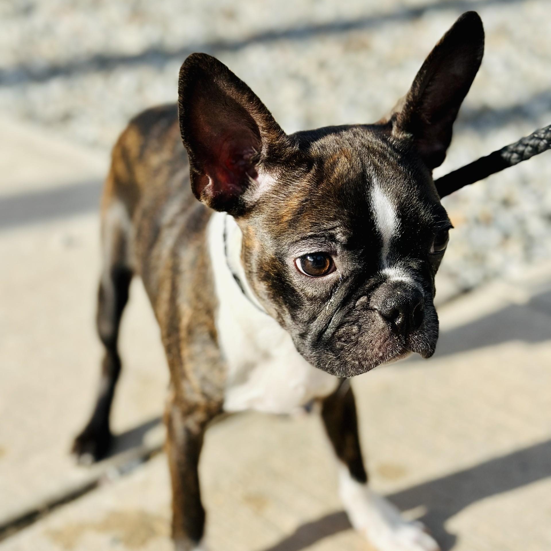 Enlarge Jerry , an adopted Boston Terrier in Jackson, NJ image 2/3