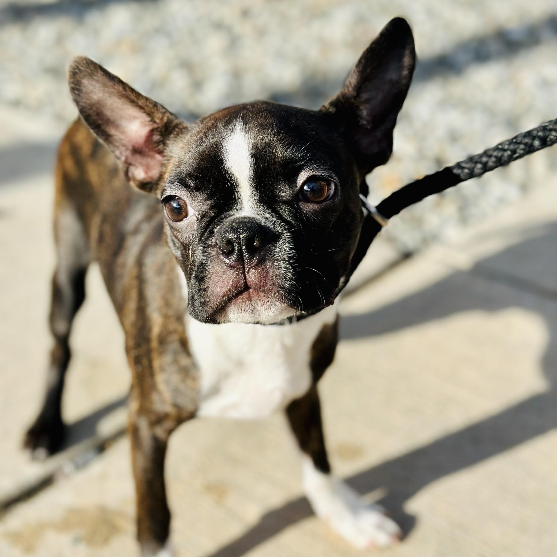 Enlarge Jerry , an adopted Boston Terrier in Jackson, NJ image 3/3