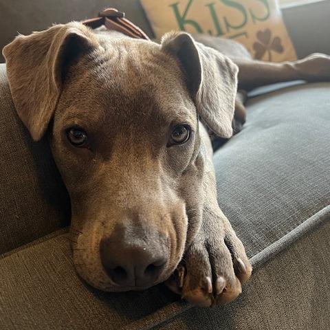 Willa — thumbnail 6