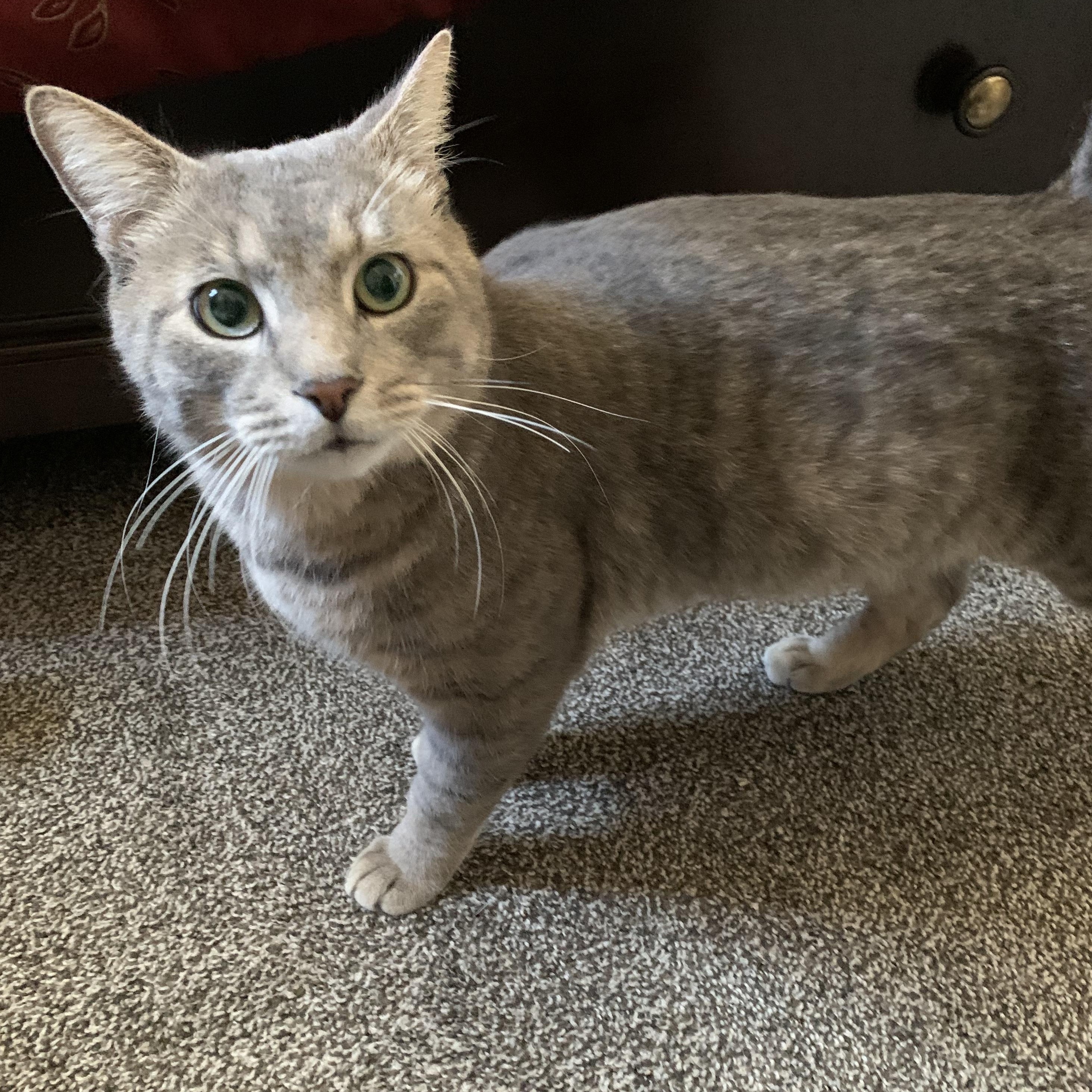 Zane, a ADOPTABLE Domestic Short Hair in Bonita Springs, FL image 2/5