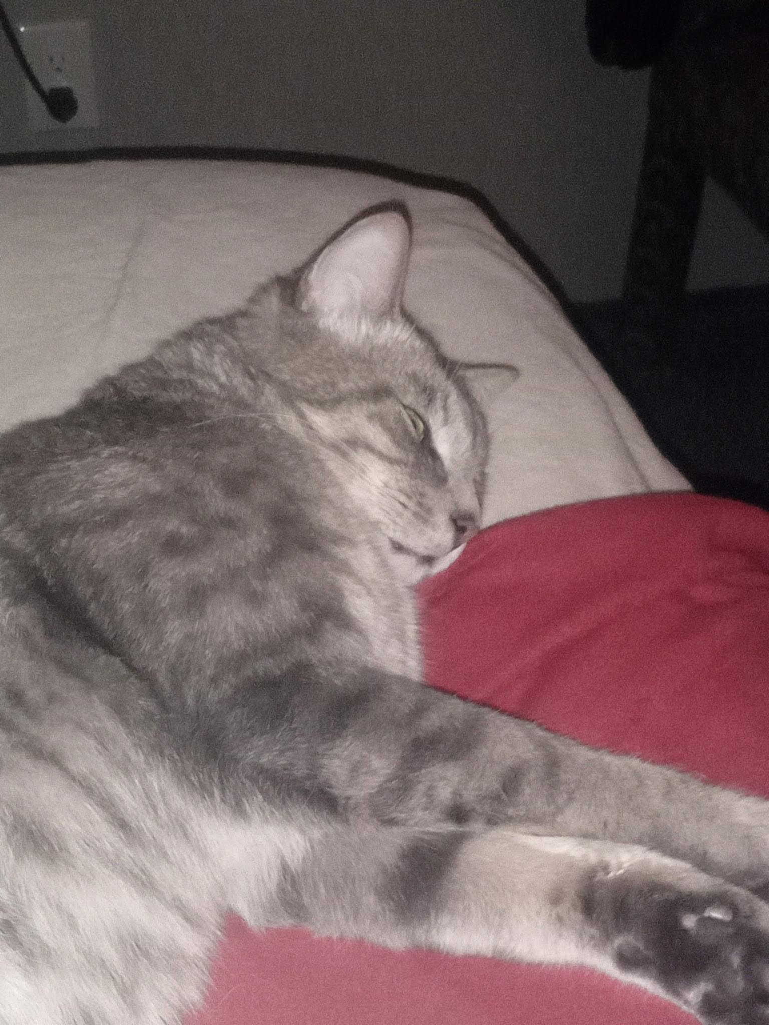 Zane, a ADOPTABLE Domestic Short Hair in Bonita Springs, FL image 4/5