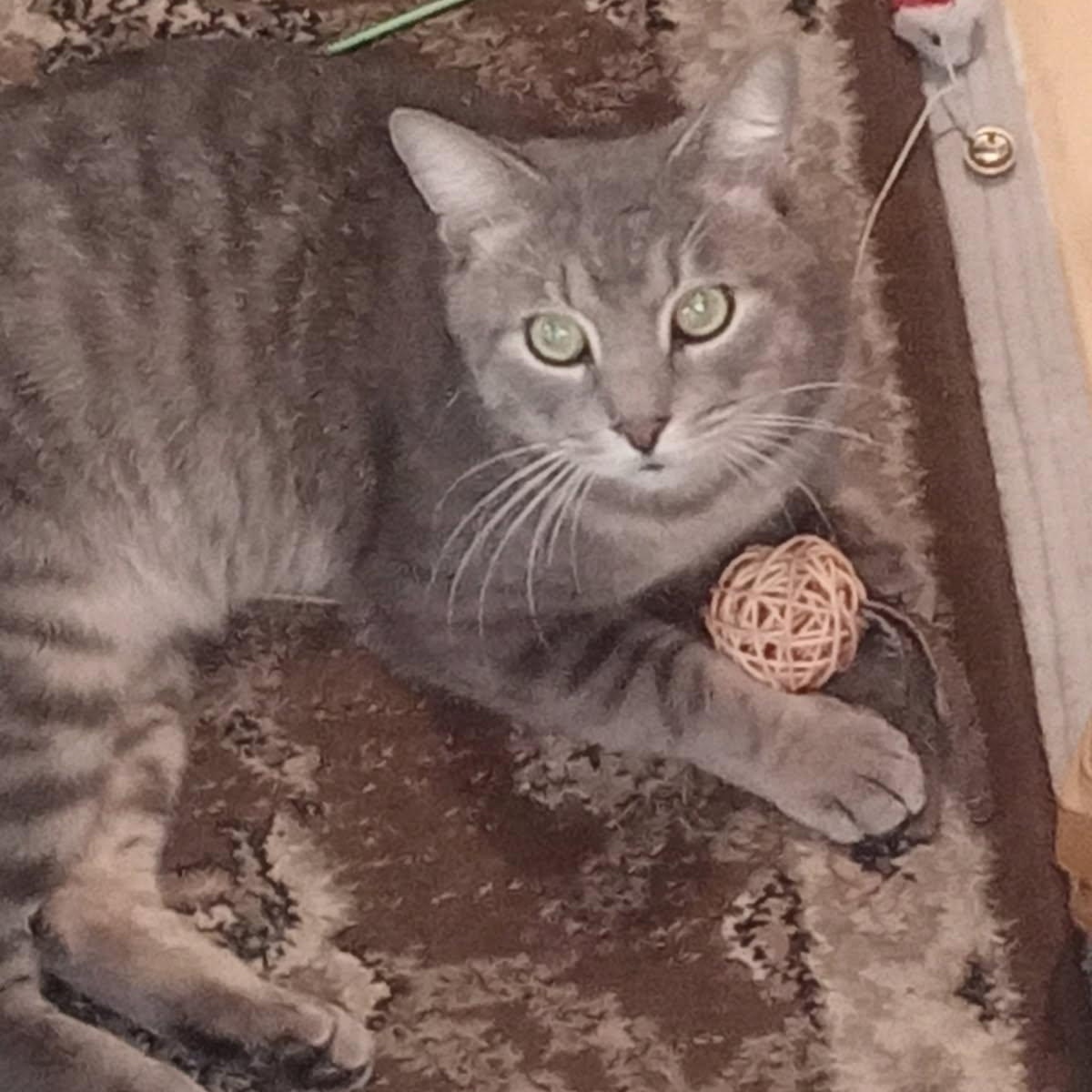 Zane, a ADOPTABLE Domestic Short Hair in Bonita Springs, FL image 1/5