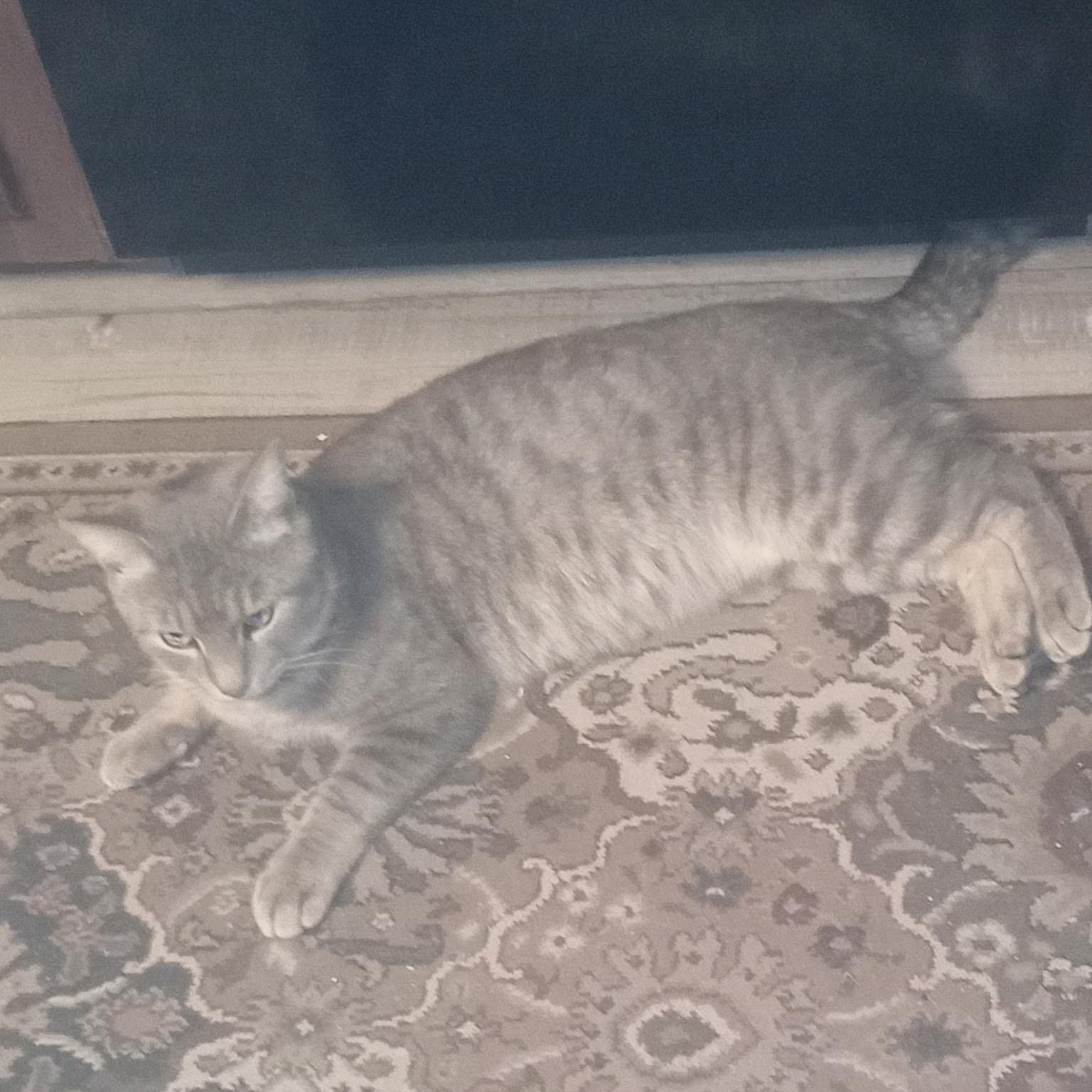 Zane, a ADOPTABLE Domestic Short Hair in Bonita Springs, FL image 5/5