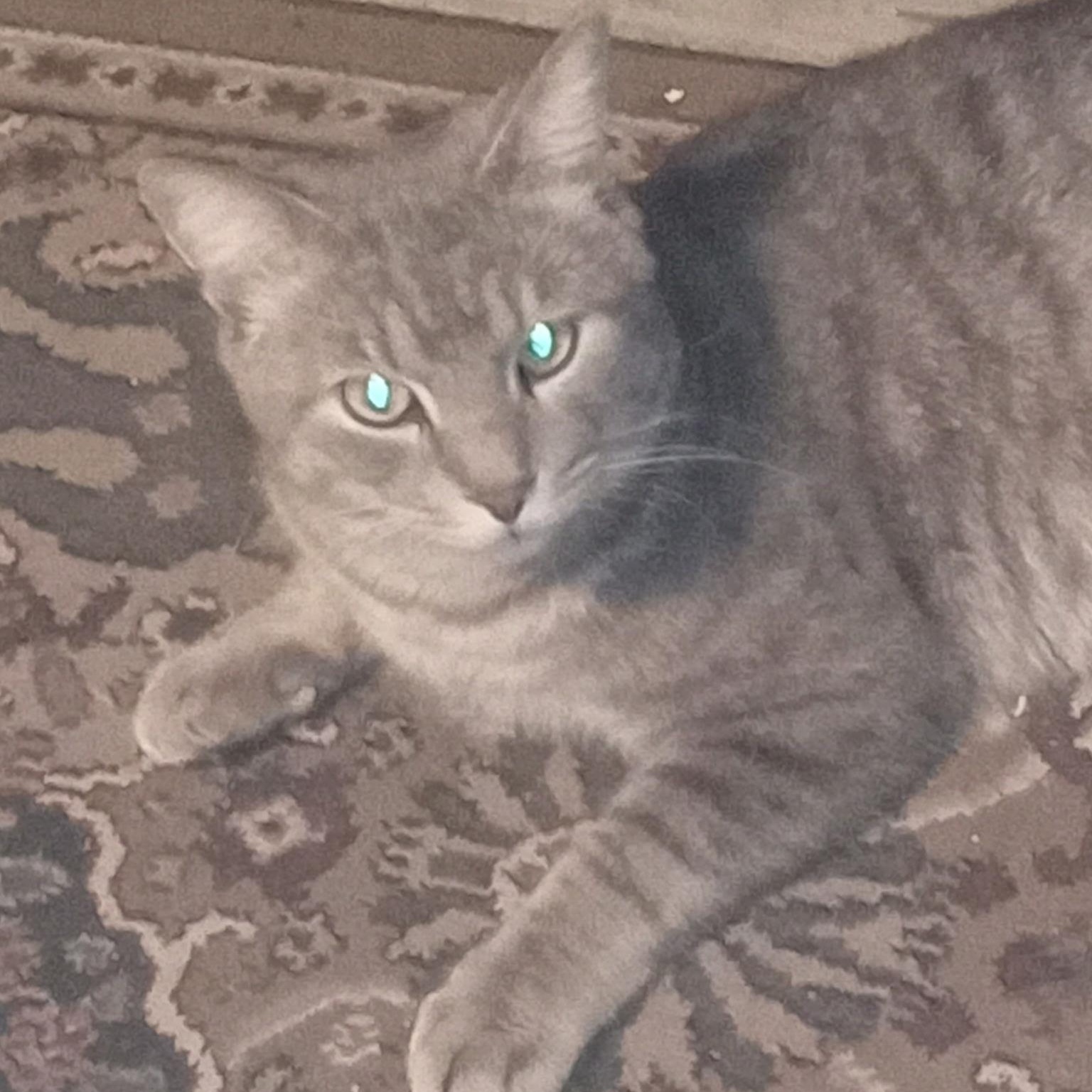 Zane, a ADOPTABLE Domestic Short Hair in Bonita Springs, FL image 3/5