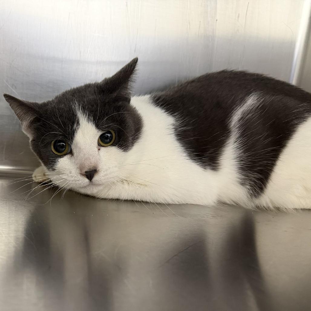 Houdini, Adoptable, Young Male Domestic Short Hair.