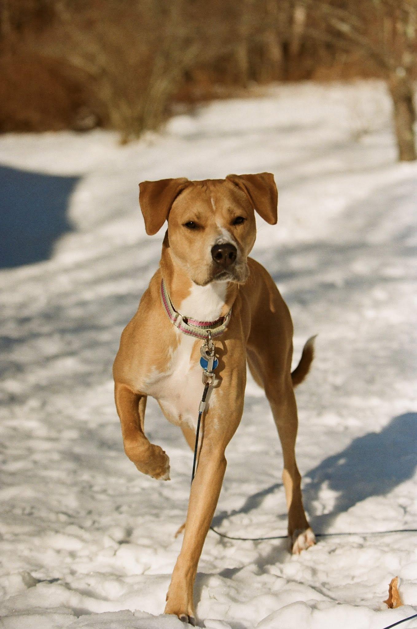 Enlarge Harper *HERE IN NH*, an adopted Mixed Breed in Northwood, NH image 5/6