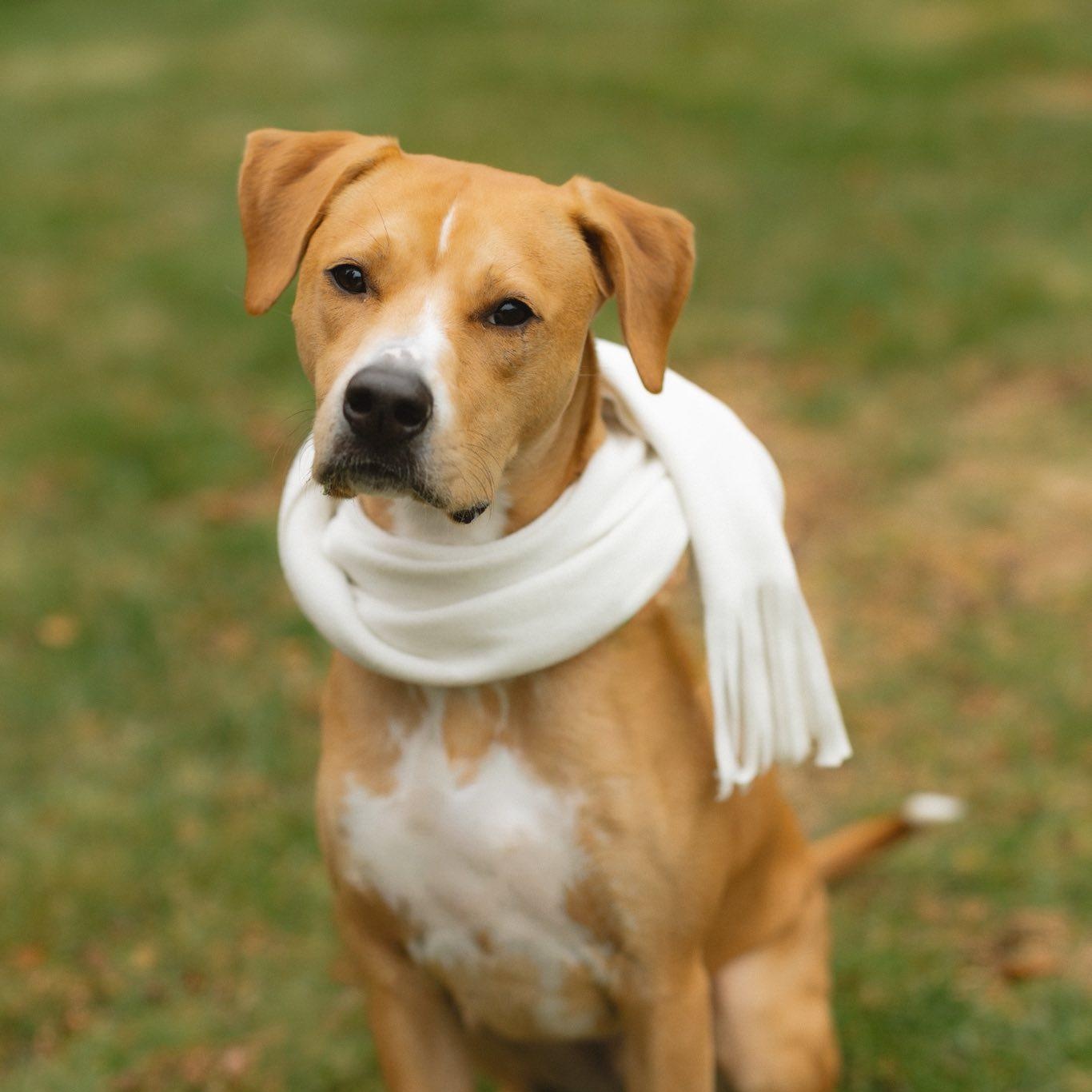 Enlarge Harper *HERE IN NH*, an adopted Mixed Breed in Northwood, NH image 1/6