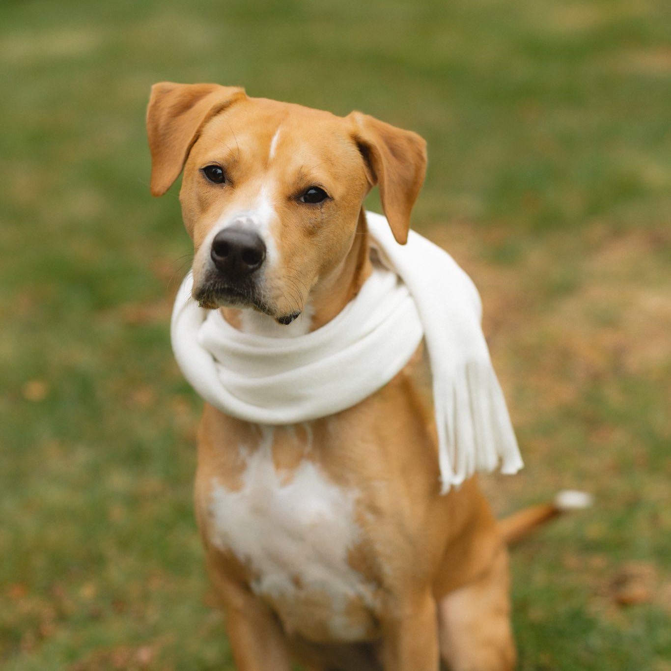 Harper *HERE IN NH*, a Adoptable Mixed Breed in Northwood, NH image 1/6