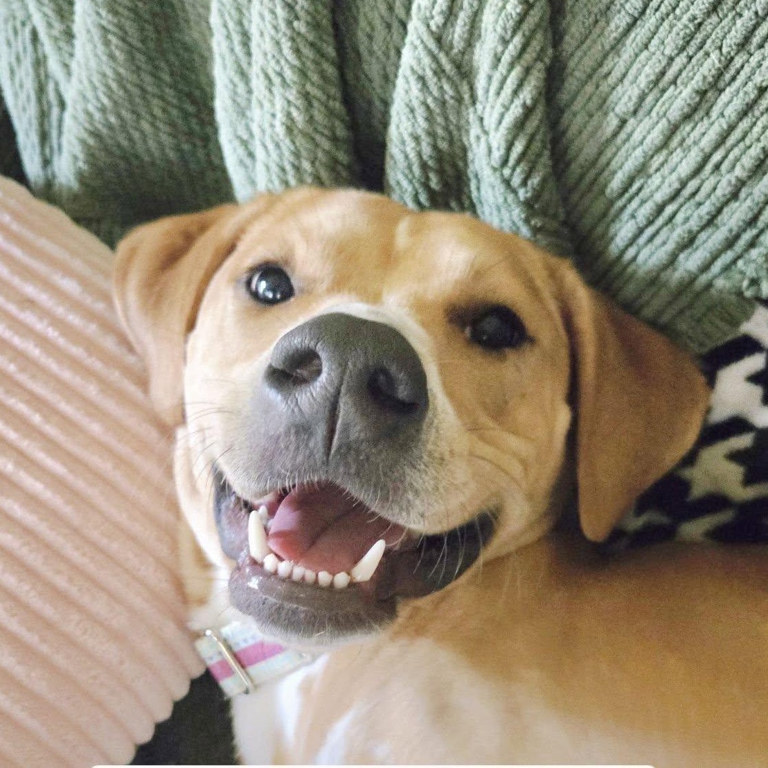 Harper *HERE IN NH*, a Adoptable Mixed Breed in Northwood, NH image 2/6