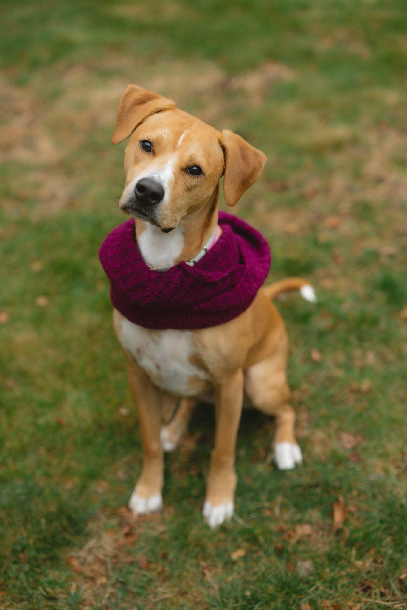 Harper *HERE IN NH*, a Adoptable Mixed Breed in Northwood, NH image 3/6