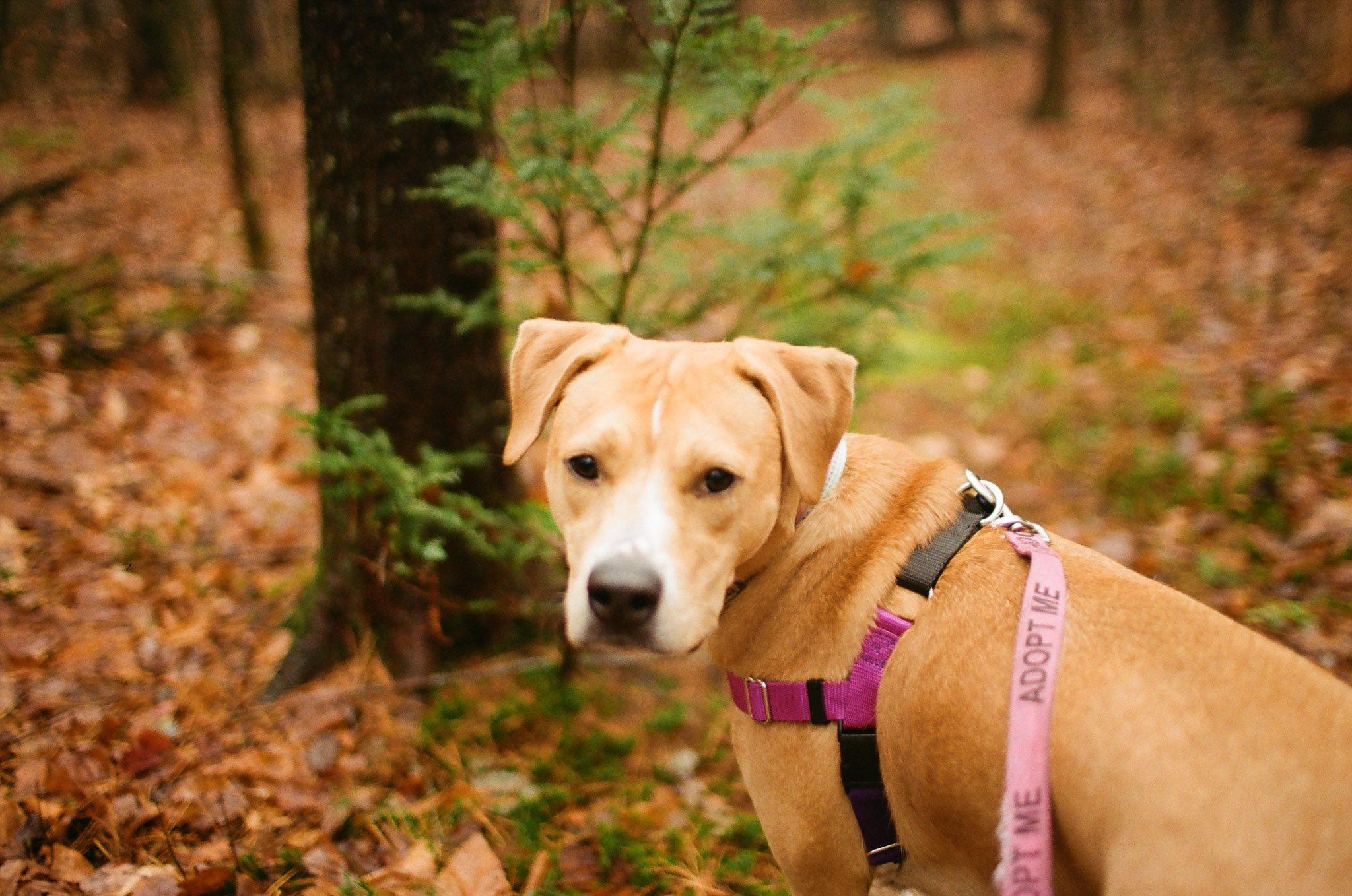 Enlarge Harper *HERE IN NH*, an adopted Mixed Breed in Northwood, NH image 4/6