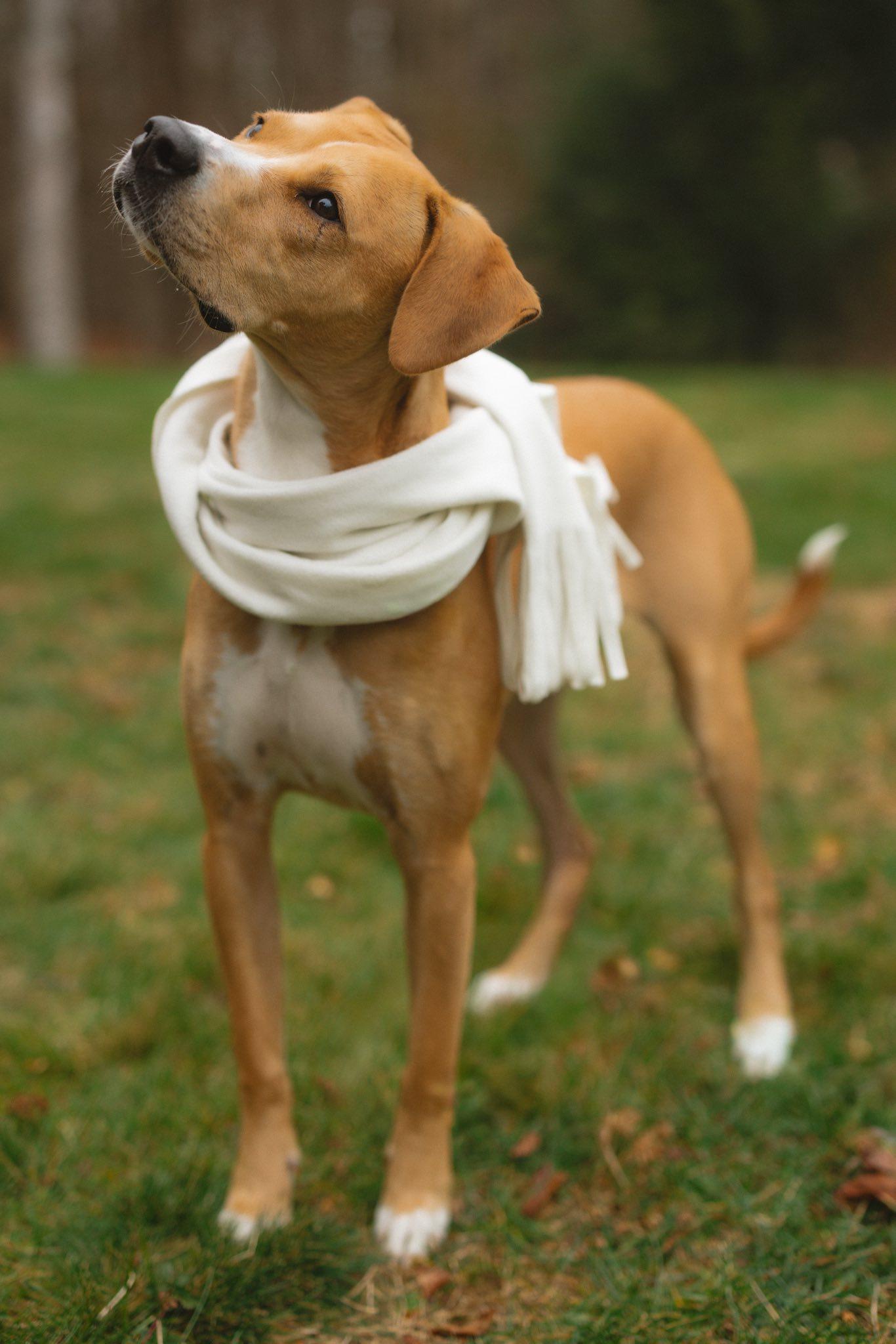 Harper *HERE IN NH*, a Adoptable Mixed Breed in Northwood, NH image 4/6