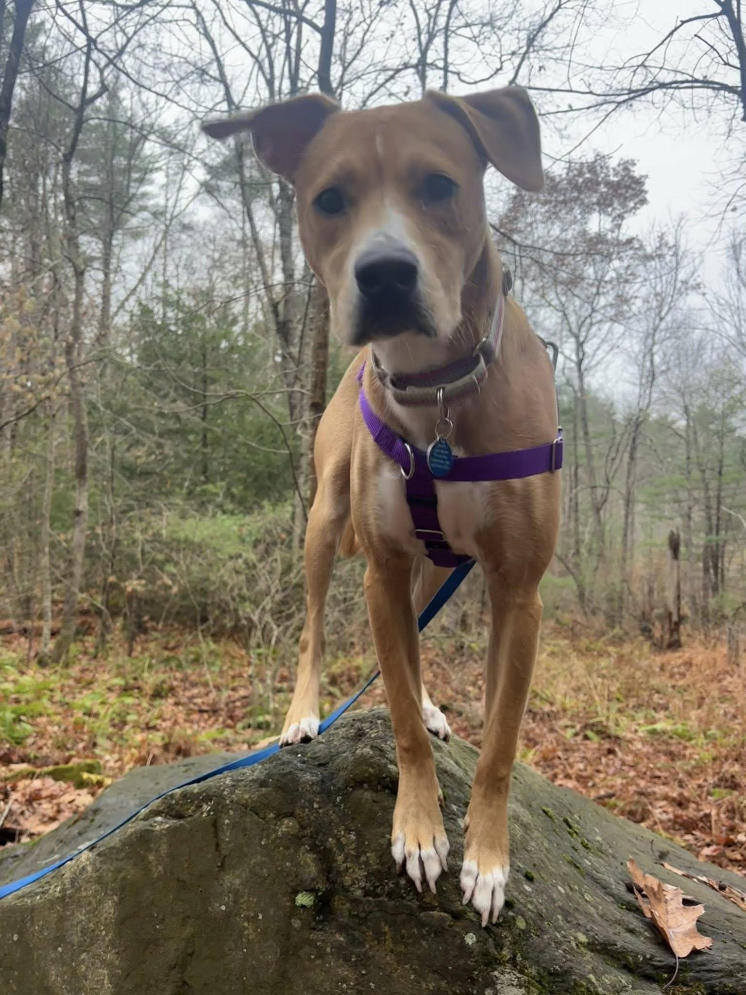 Harper *HERE IN NH*, a Adoptable Mixed Breed in Northwood, NH image 6/6