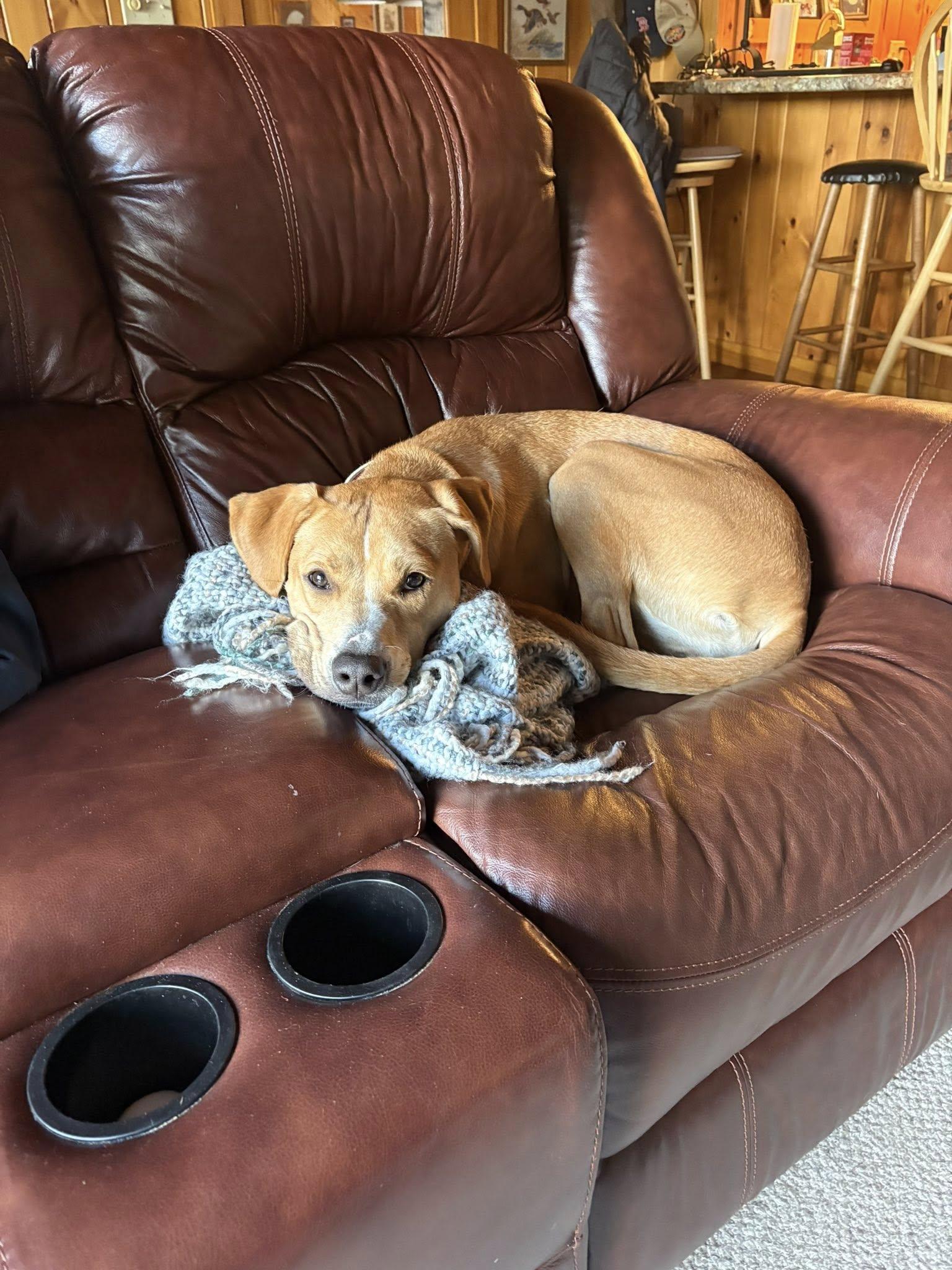 Harper *HERE IN NH*, a Adoptable Mixed Breed in Northwood, NH image 5/6