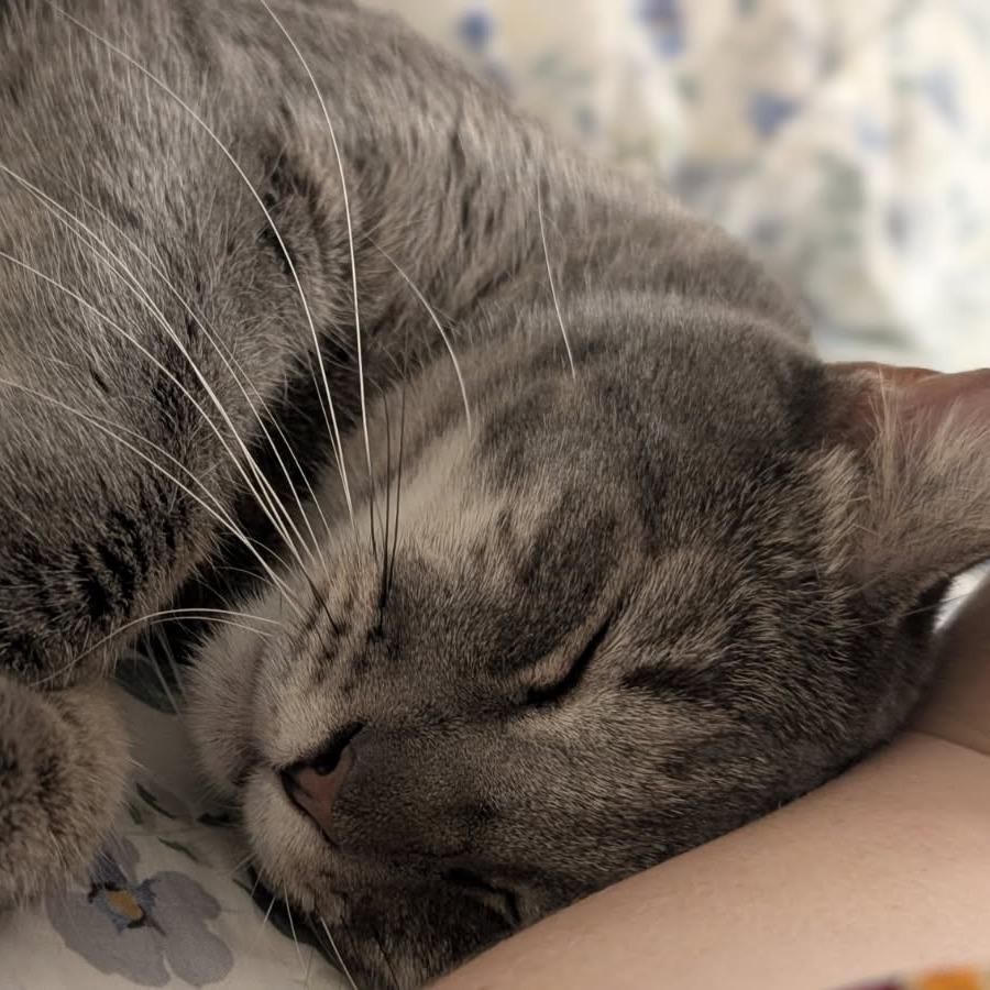 Richard, Adoptable, Adult Male Domestic Short Hair.