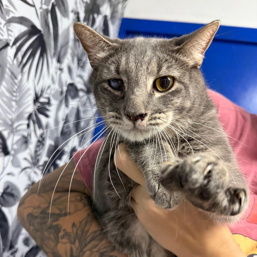 Richard, Adoptable, Adult Male Domestic Short Hair.