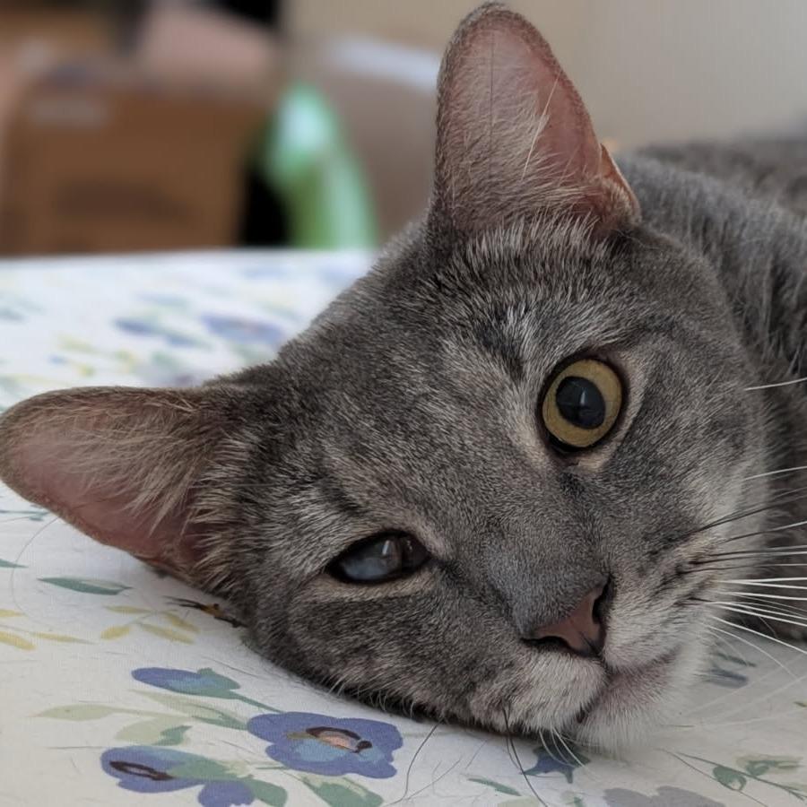 Enlarge Richard, a Adoptable Domestic Short Hair in Wahiawa, HI image 3/3