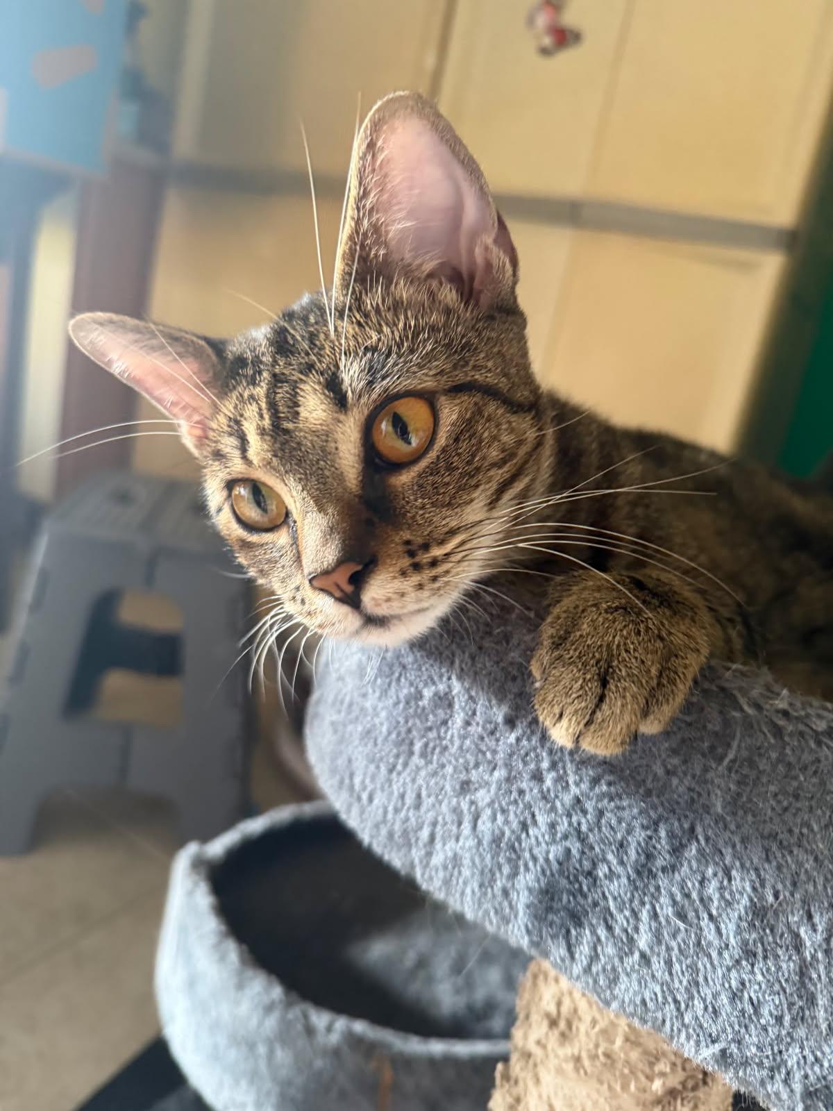 Enlarge Lili, a ADOPTABLE Domestic Short Hair in West Warwick, RI image 1/6