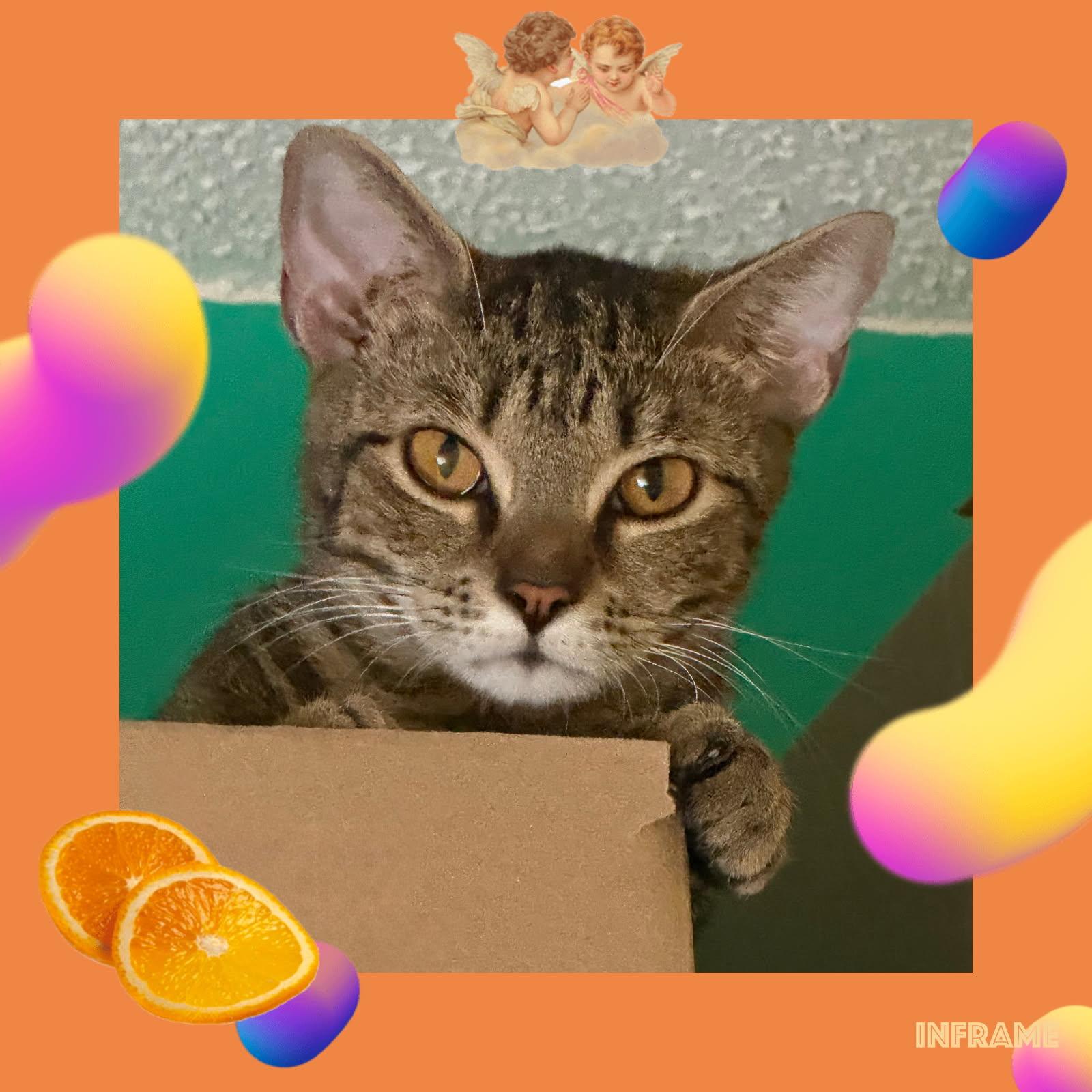 Enlarge Lili, a ADOPTABLE Domestic Short Hair in West Warwick, RI image 3/6