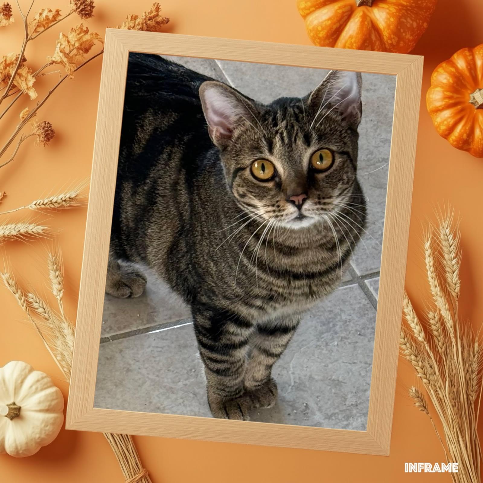 Enlarge Lili, a ADOPTABLE Domestic Short Hair in West Warwick, RI image 5/6