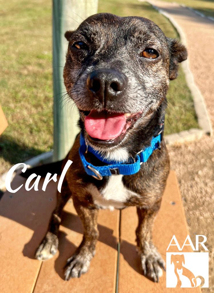 Enlarge Carl, a Adoptable mixed breed in Magnolia, TX image 1/6