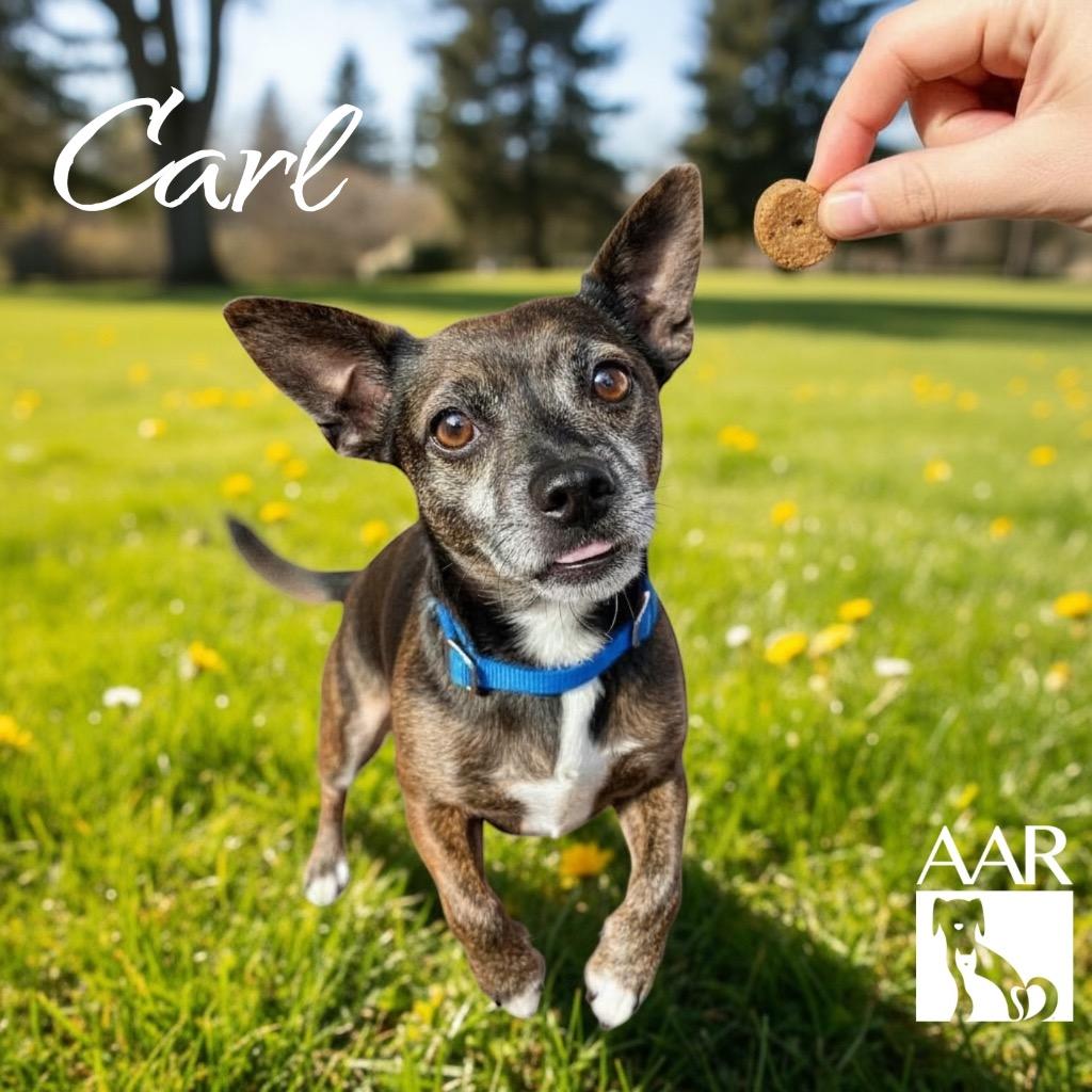 Enlarge Carl, a Adoptable mixed breed in Magnolia, TX image 3/6