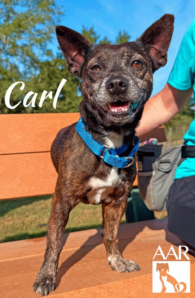 Enlarge Carl, a Adoptable mixed breed in Magnolia, TX image 4/6